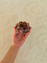 Load image into Gallery viewer, Mini Hand Dyed Pumpkins